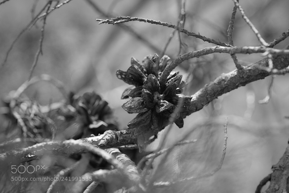 Nikon D5 sample photo. Cones photography