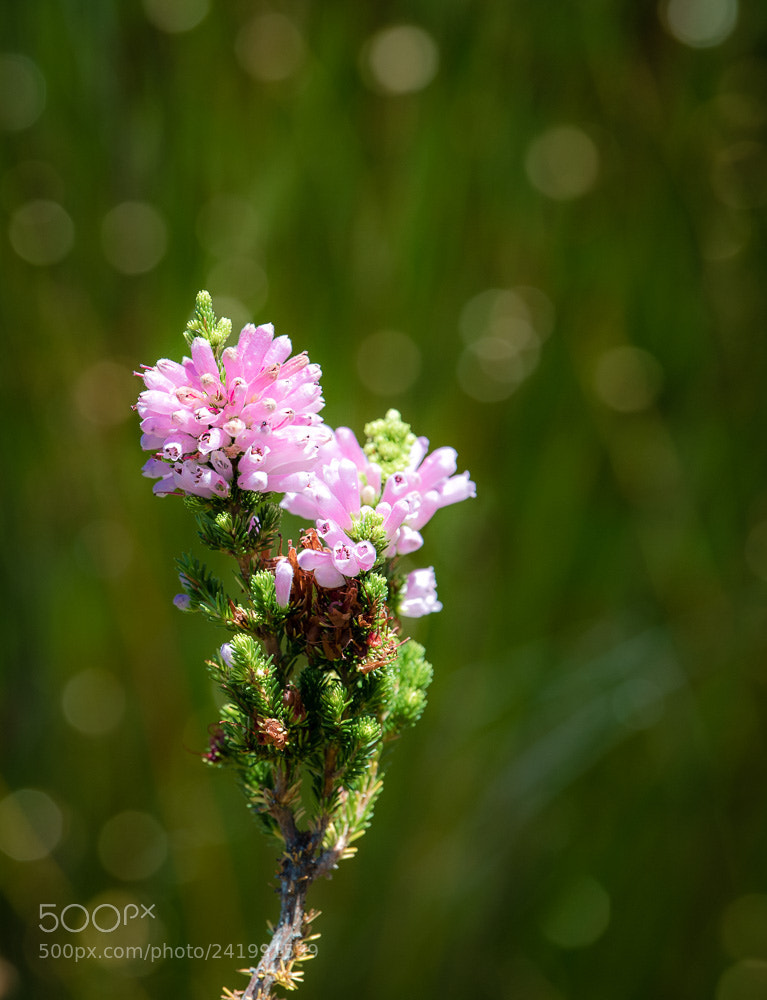 Nikon D5 sample photo. Kirstenbosch flowers 1 photography