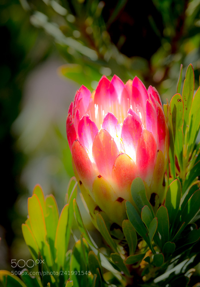 Nikon D5 sample photo. Kirstenbosch flowers 2 photography