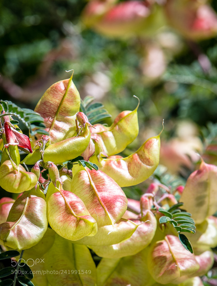 Nikon D5 sample photo. Kirstenbosch flowers 4 photography