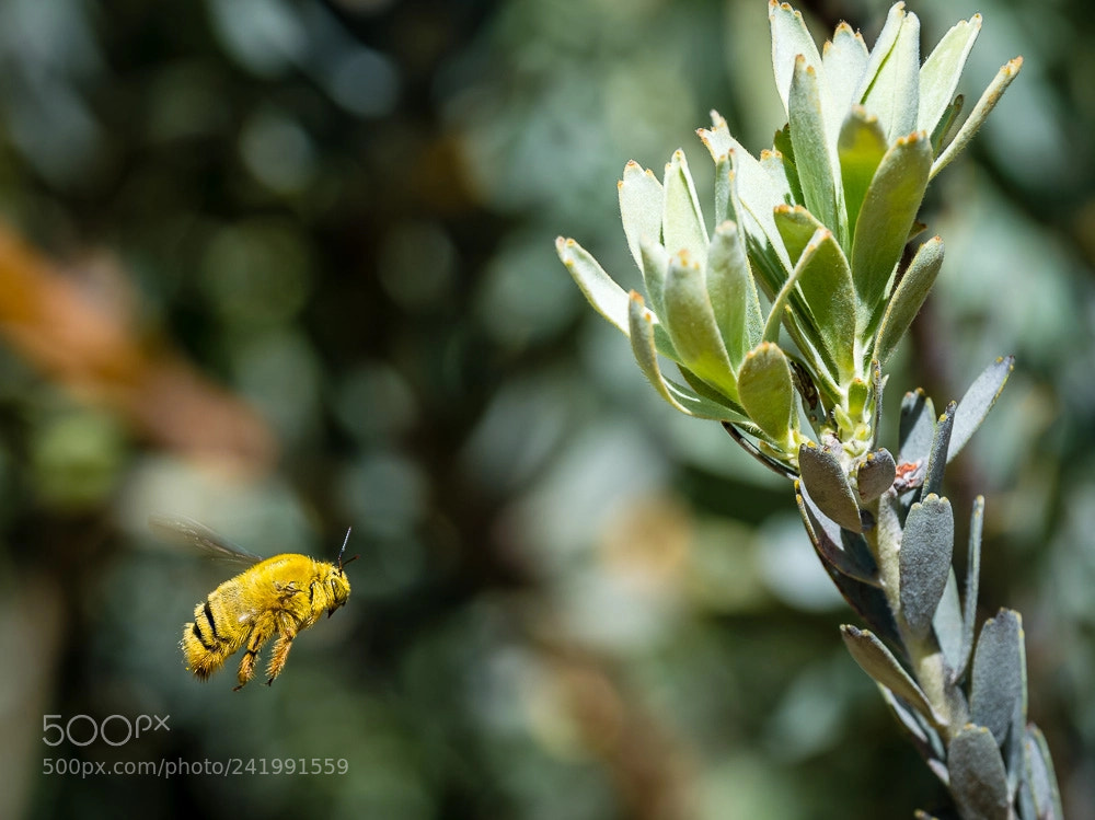 Nikon D5 sample photo. Kirstenbosch flowers 6 with bee photography