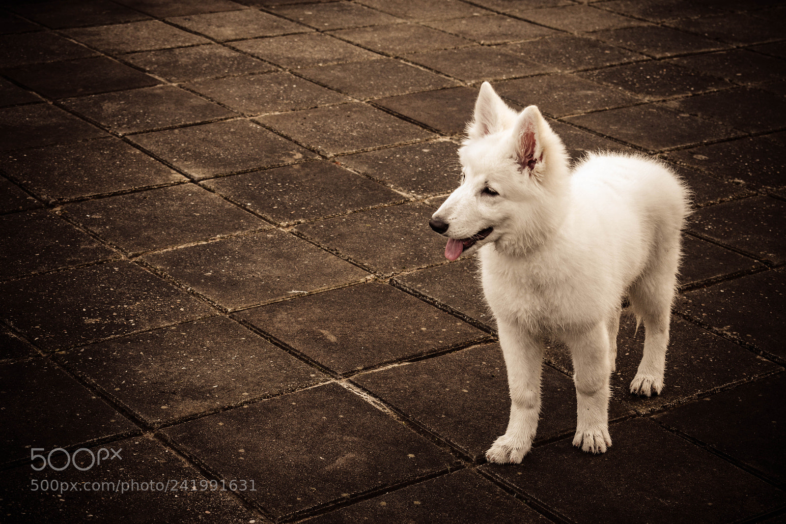 Nikon D3400 sample photo. Yuki the swiss shepard photography