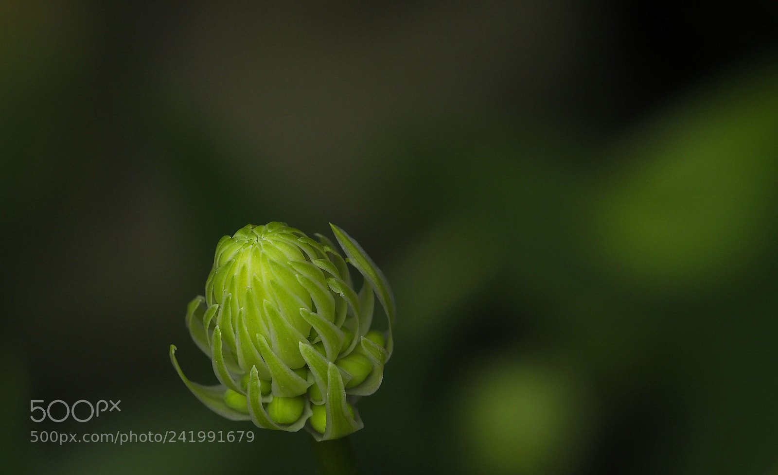 Olympus OM-D E-M1 Mark II sample photo. Green blossom photography