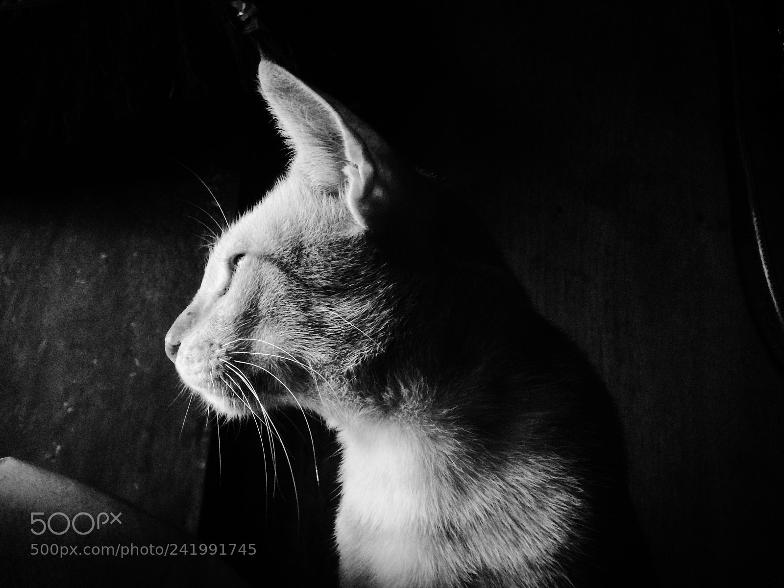 Apple iPhone 5s sample photo. Cheet photography