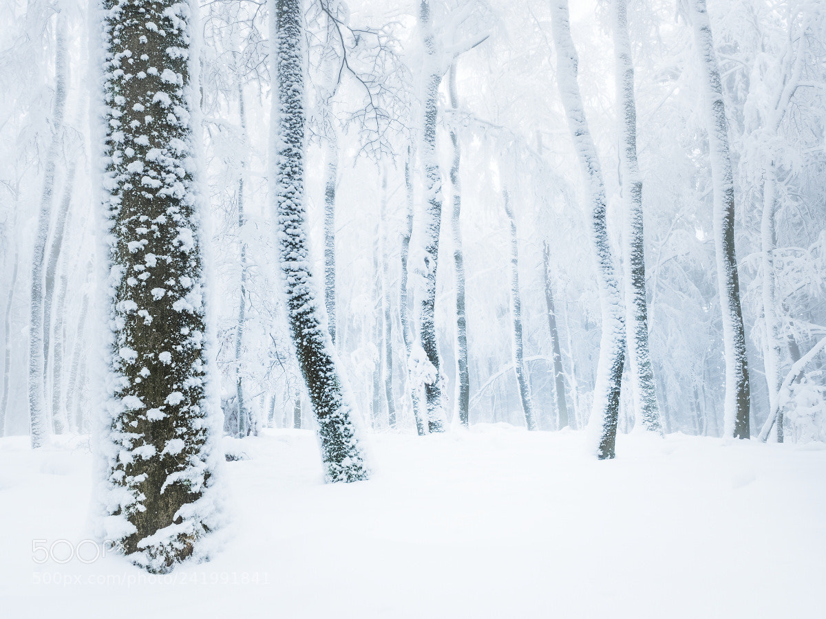 Olympus OM-D E-M5 II sample photo. Schnee im wald photography