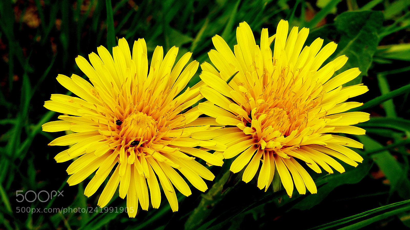 Panasonic Lumix DMC-FZ200 sample photo. Two dandelions photography