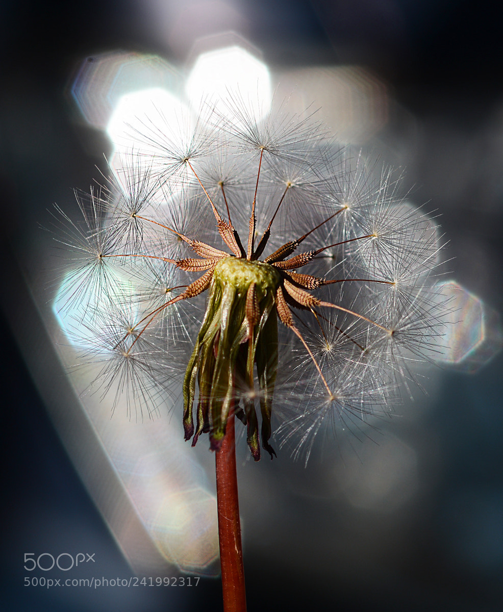 Nikon D7100 sample photo. Bokeh photography