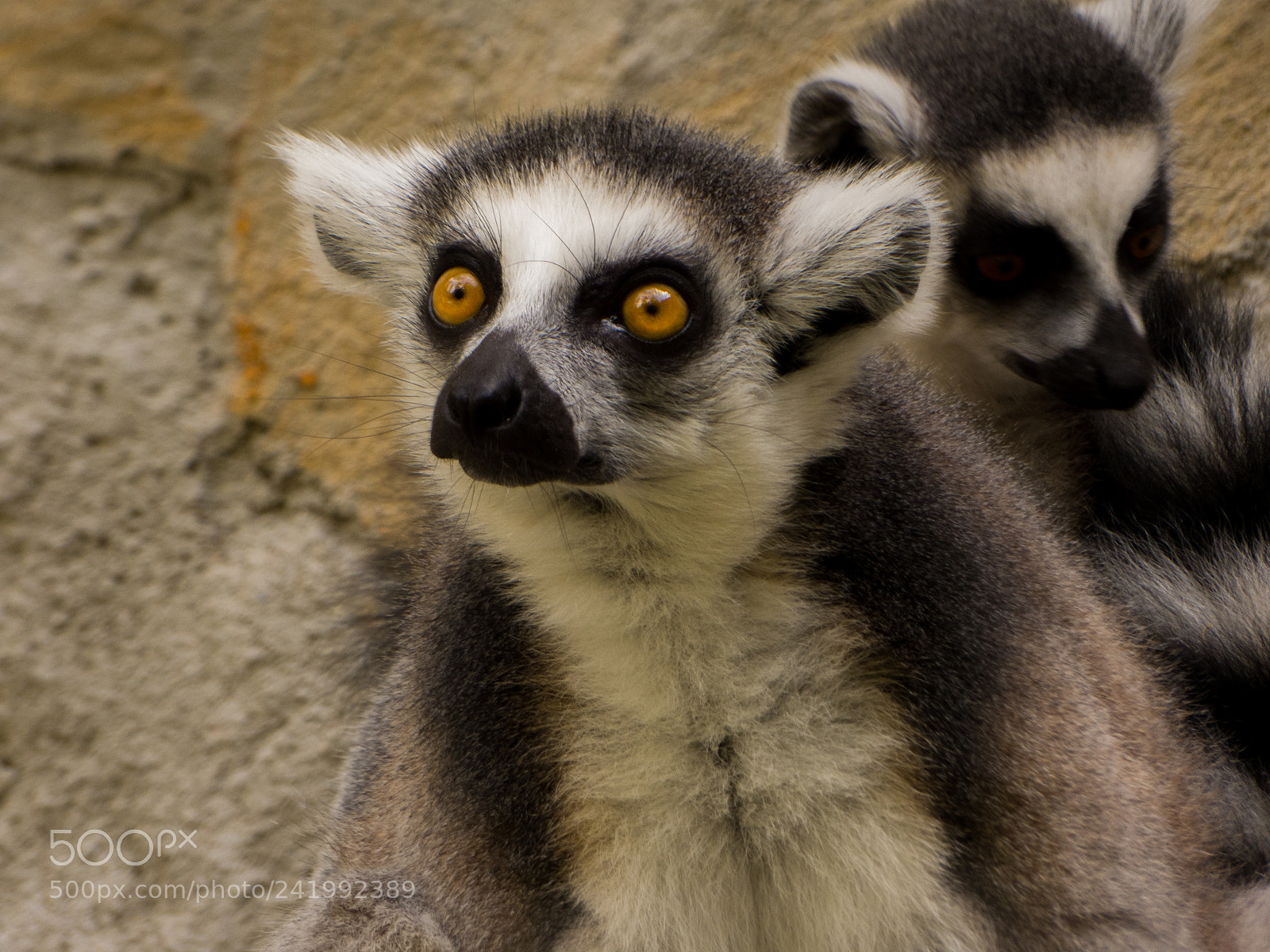 Panasonic DMC-FZ72 sample photo. Lemur catta photography