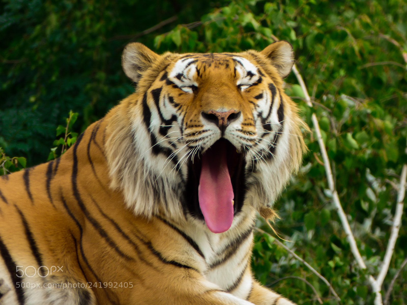 Panasonic DMC-FZ72 sample photo. Tiger photography