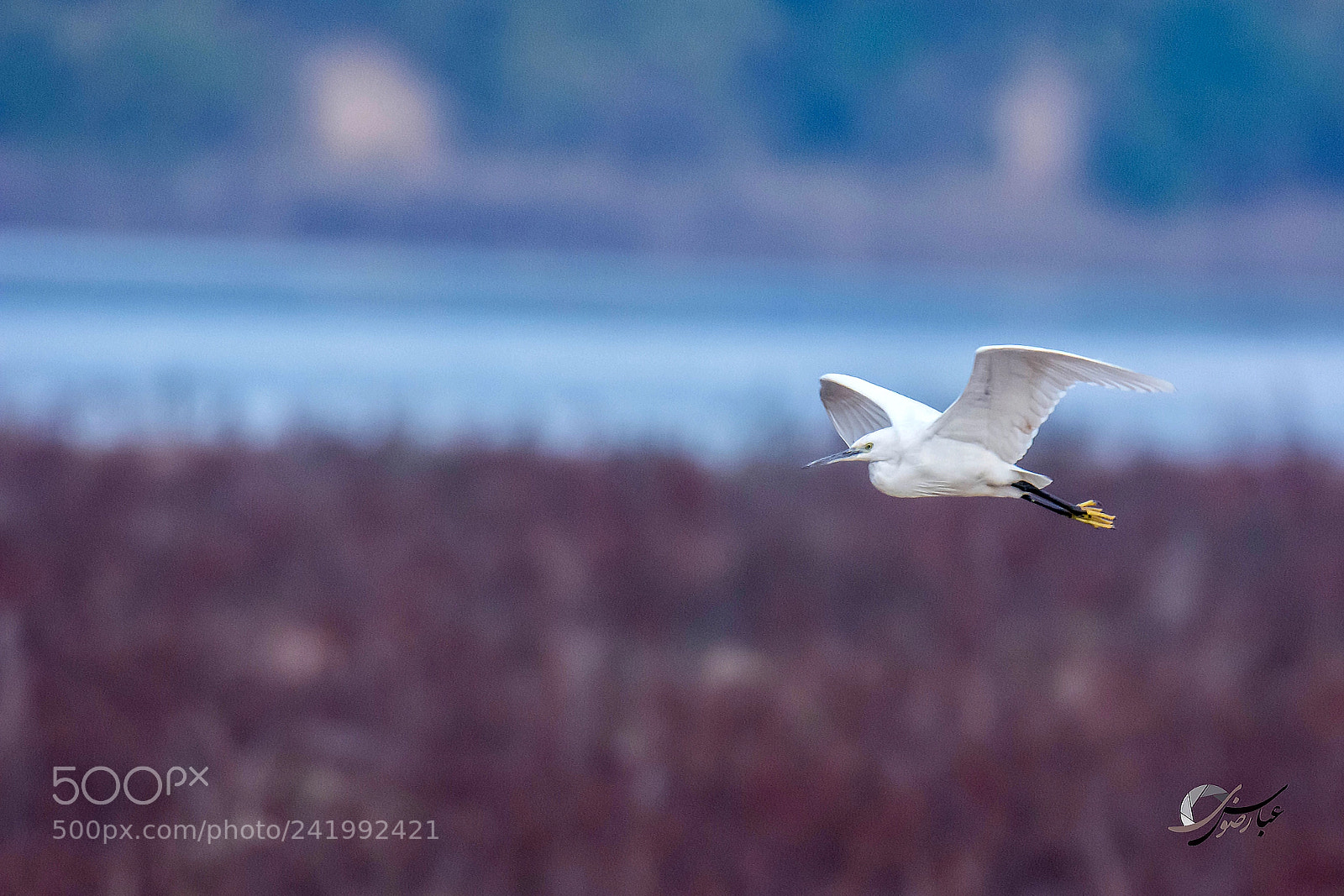 Nikon D7100 sample photo. Little egret photography