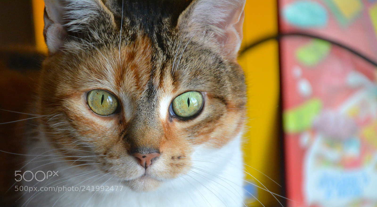 Nikon D7100 sample photo. Untitled photography