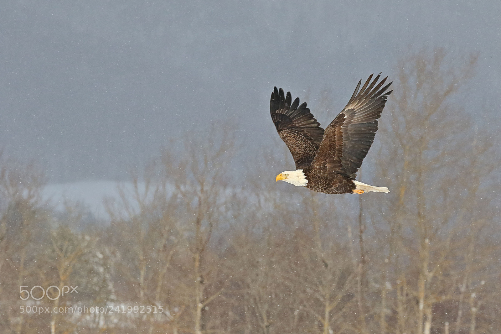 Canon EOS 7D Mark II sample photo. Eagle in flight photography