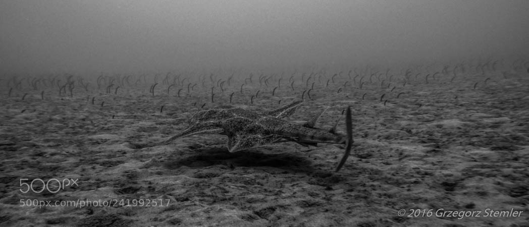 Olympus PEN E-PL7 sample photo. Angel shark photography