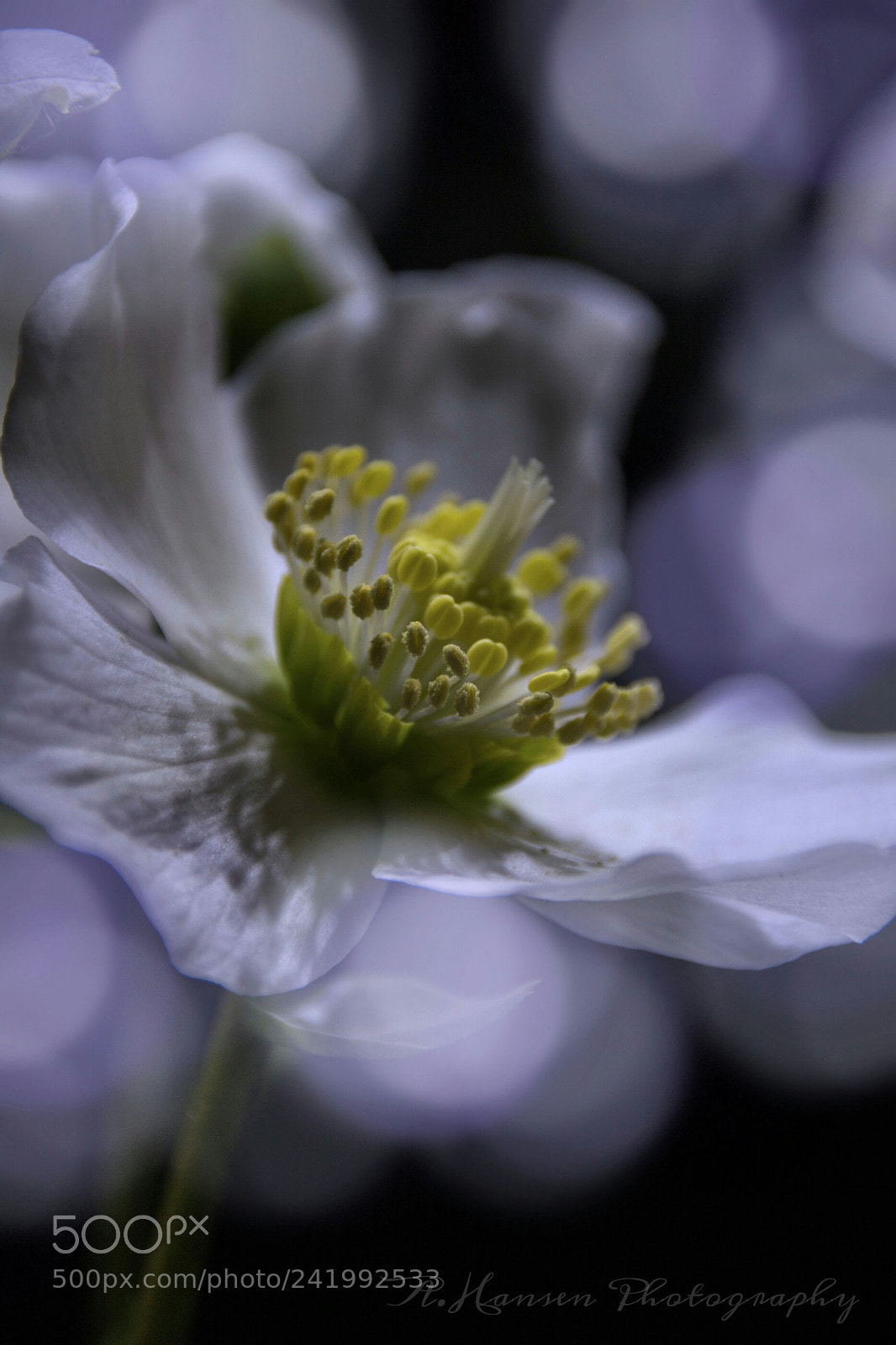 Canon EOS 750D (EOS Rebel T6i / EOS Kiss X8i) sample photo. Bubbles  photography