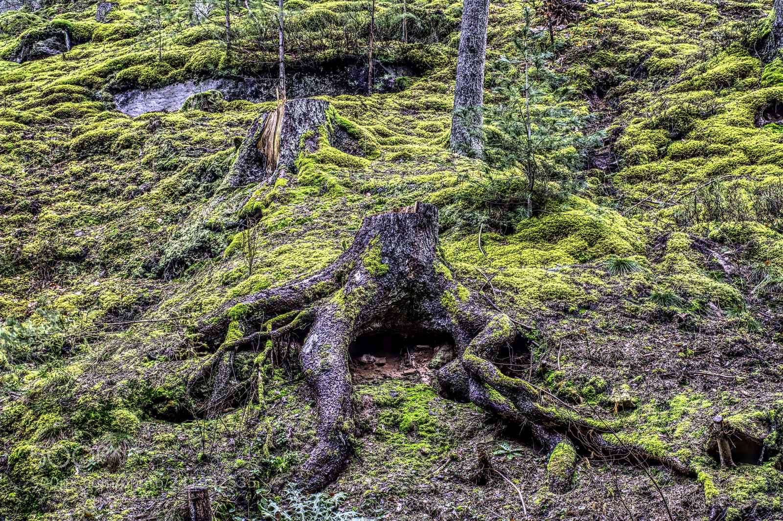 Nikon D7100 sample photo. Forest22 photography