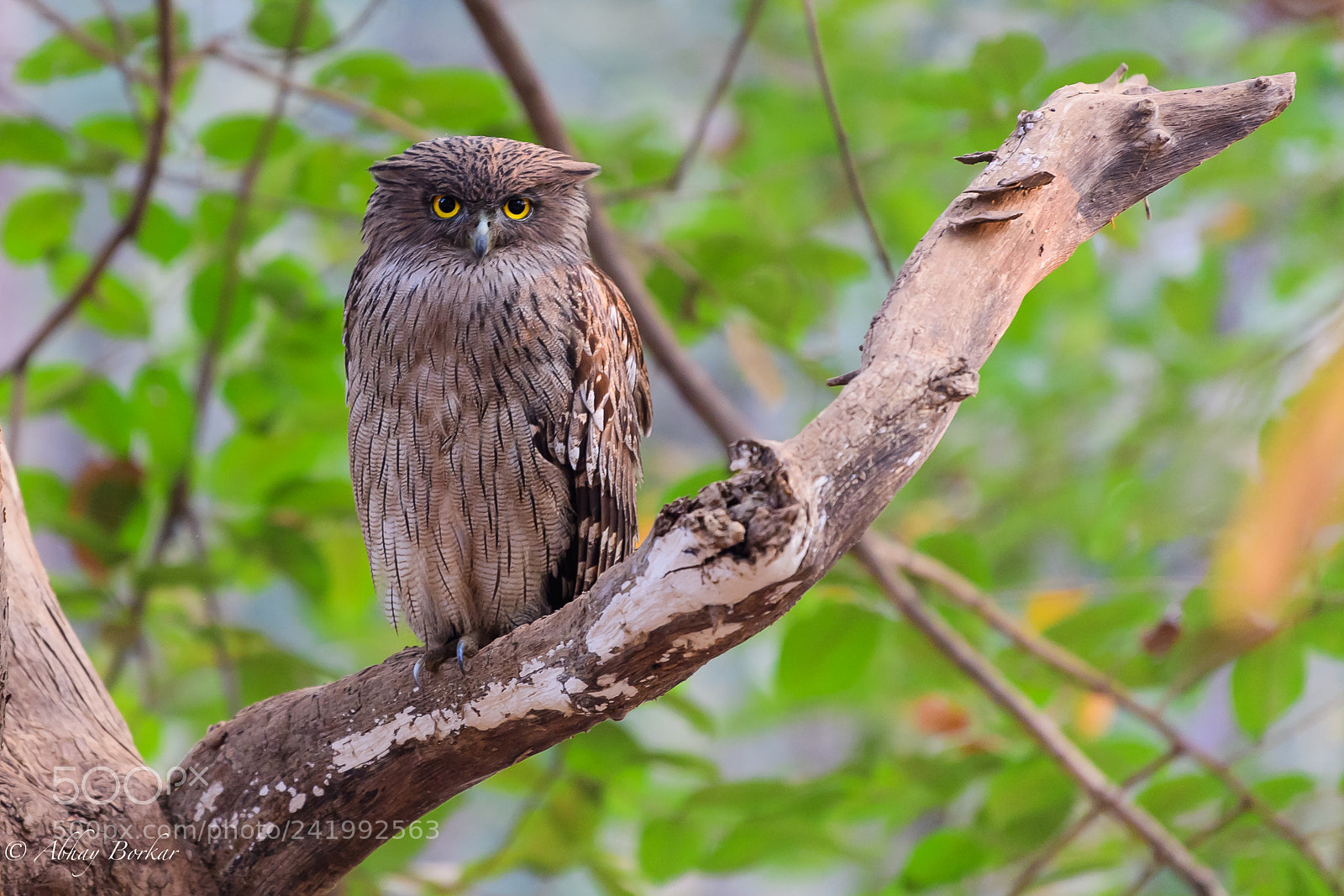 Nikon D5 sample photo. Brown fish owl photography