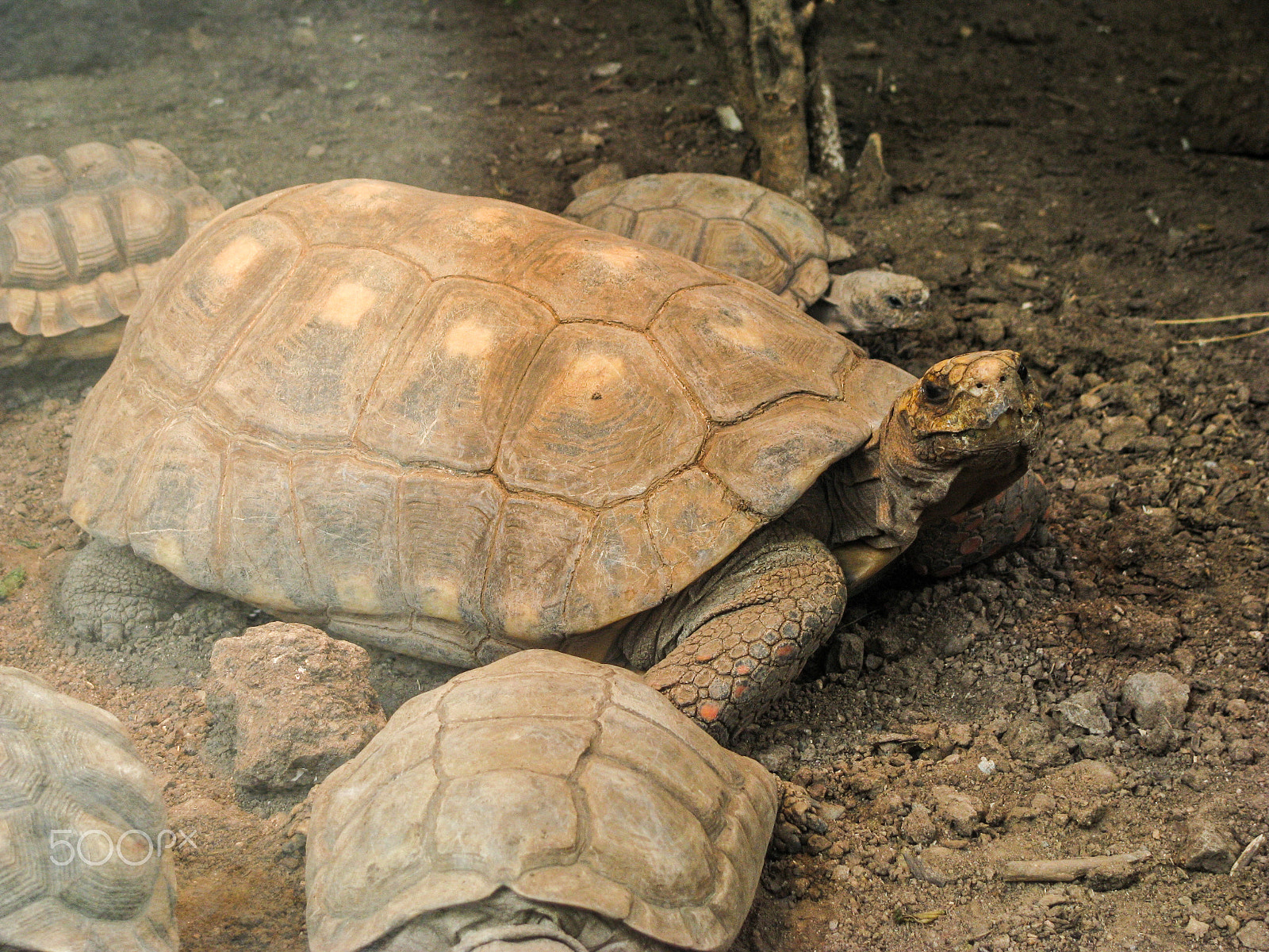 Canon POWERSHOT SX100 IS sample photo. Close up of a big tortoise photography