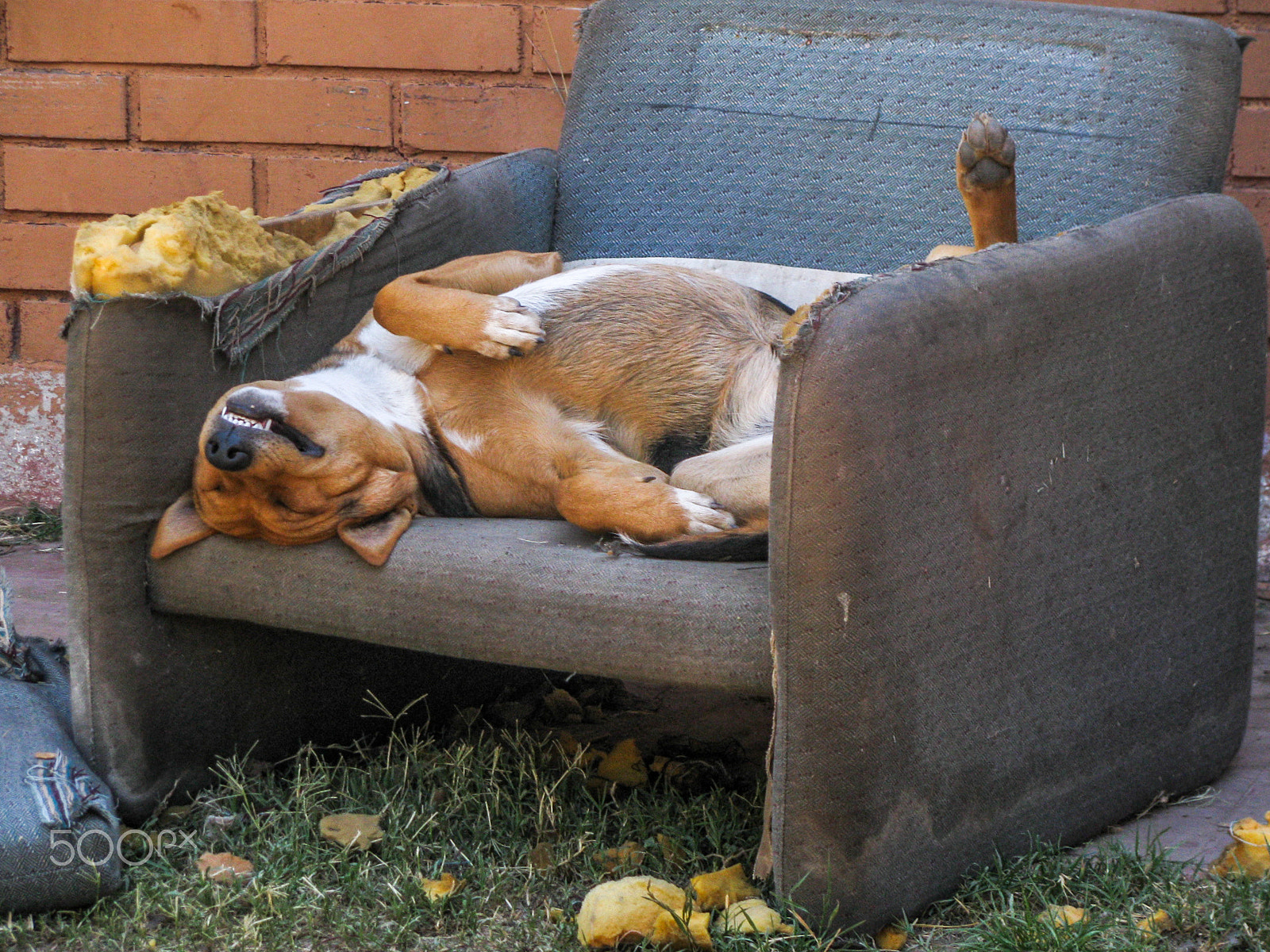 Canon POWERSHOT SX100 IS sample photo. Dog having a relaxing siesta photography