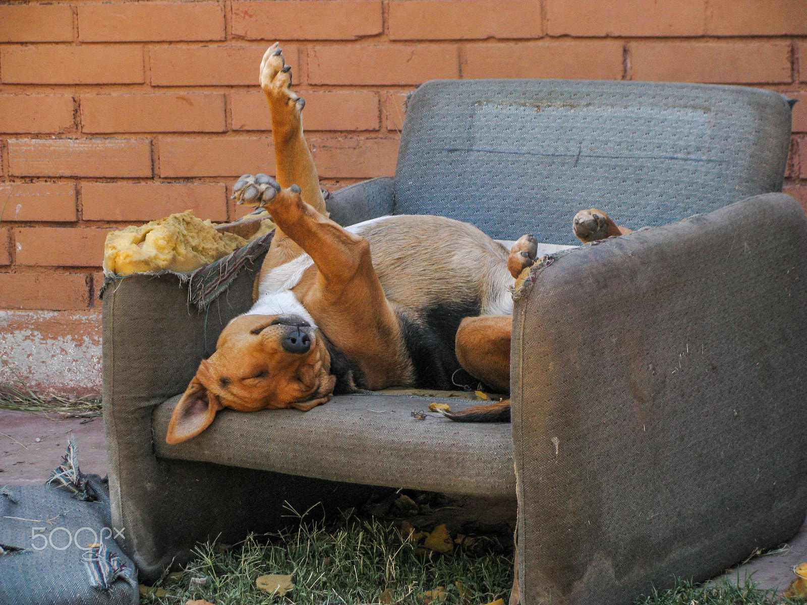 Canon POWERSHOT SX100 IS sample photo. Dog having a relaxing siesta photography