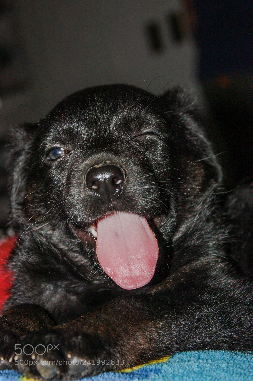 Canon EOS 450D (EOS Rebel XSi / EOS Kiss X2) sample photo. Cute black puppy looking photography