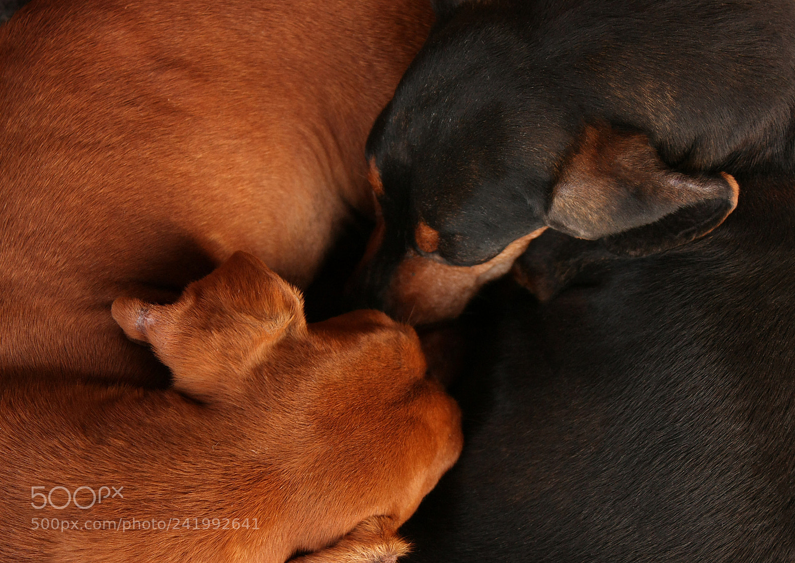 Canon EOS 450D (EOS Rebel XSi / EOS Kiss X2) sample photo. Two dachshund dogs sleeping photography