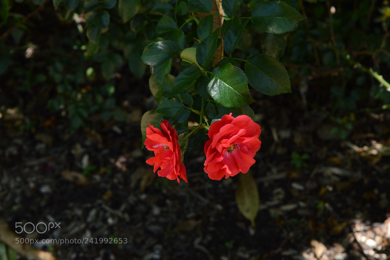 Nikon D3200 sample photo. Dual flowers photography