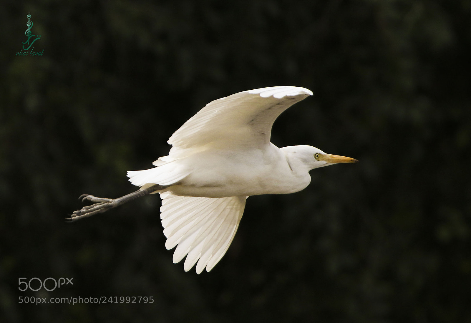 Canon EOS 7D Mark II sample photo. The " laqlaq " photography