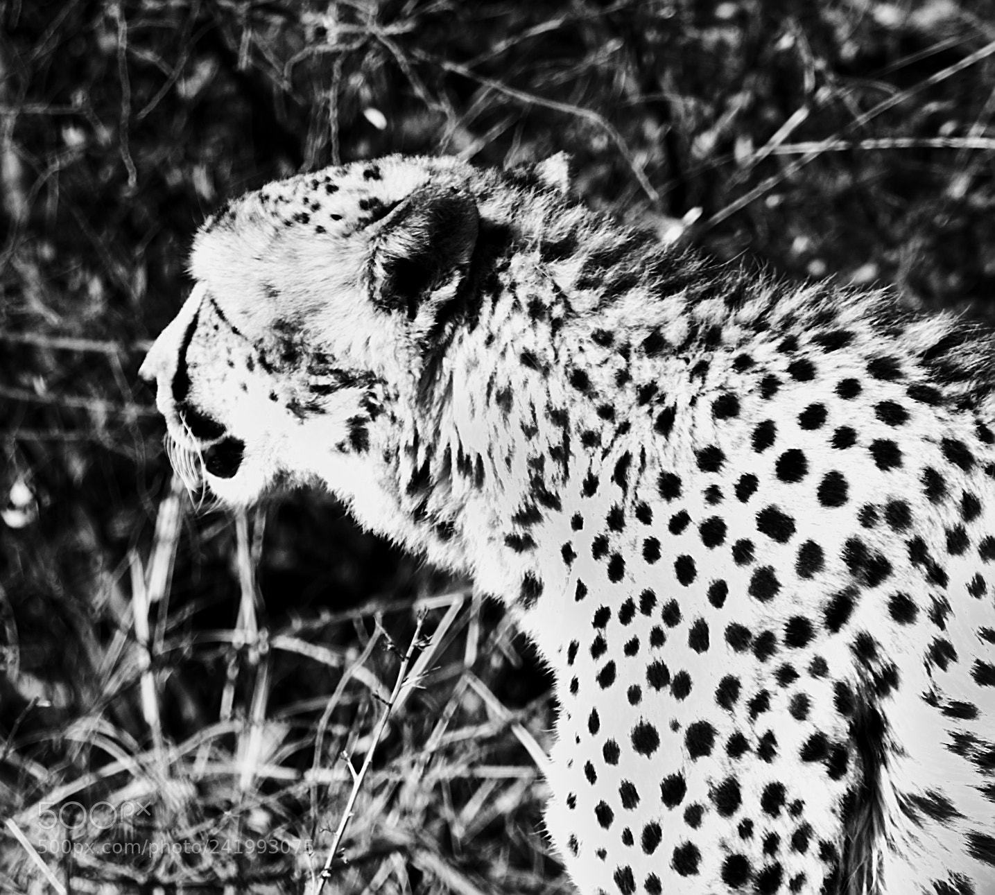 Canon EF 70-200mm F2.8L IS II USM sample photo. A cheetah photography