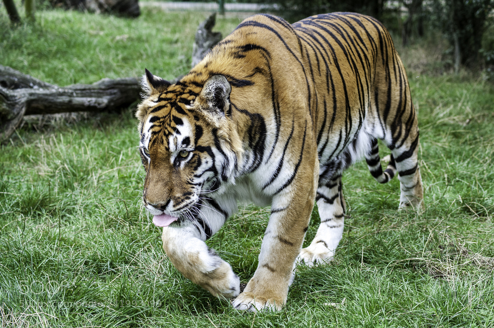 Nikon D700 sample photo. Tiger series photography