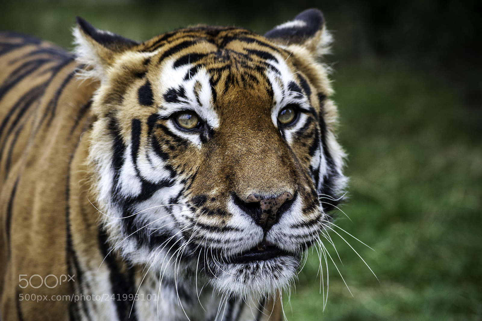 Nikon D700 sample photo. Tiger series photography