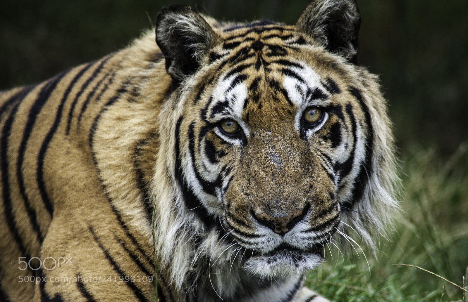 Nikon D700 sample photo. Tiger series photography