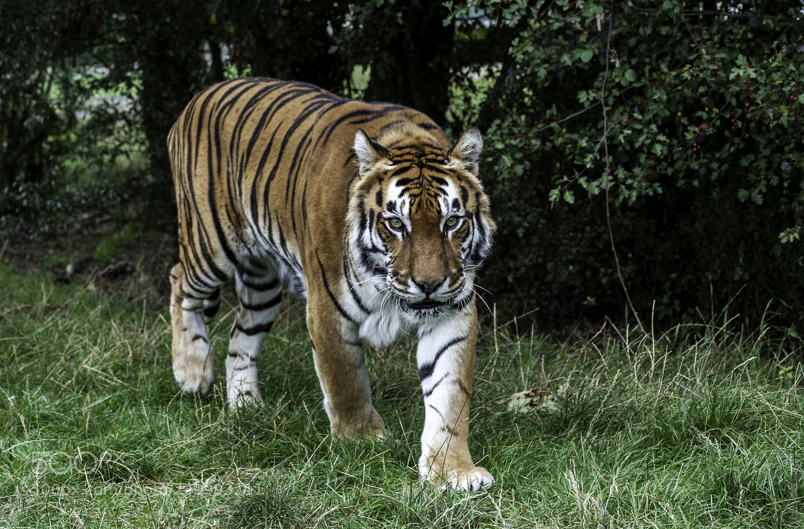 Nikon D700 sample photo. Tiger series photography
