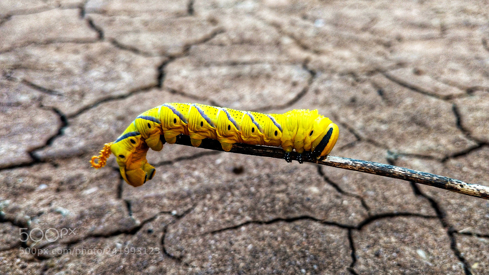 Motorola Moto X Play sample photo. Yellow caterpillar photography