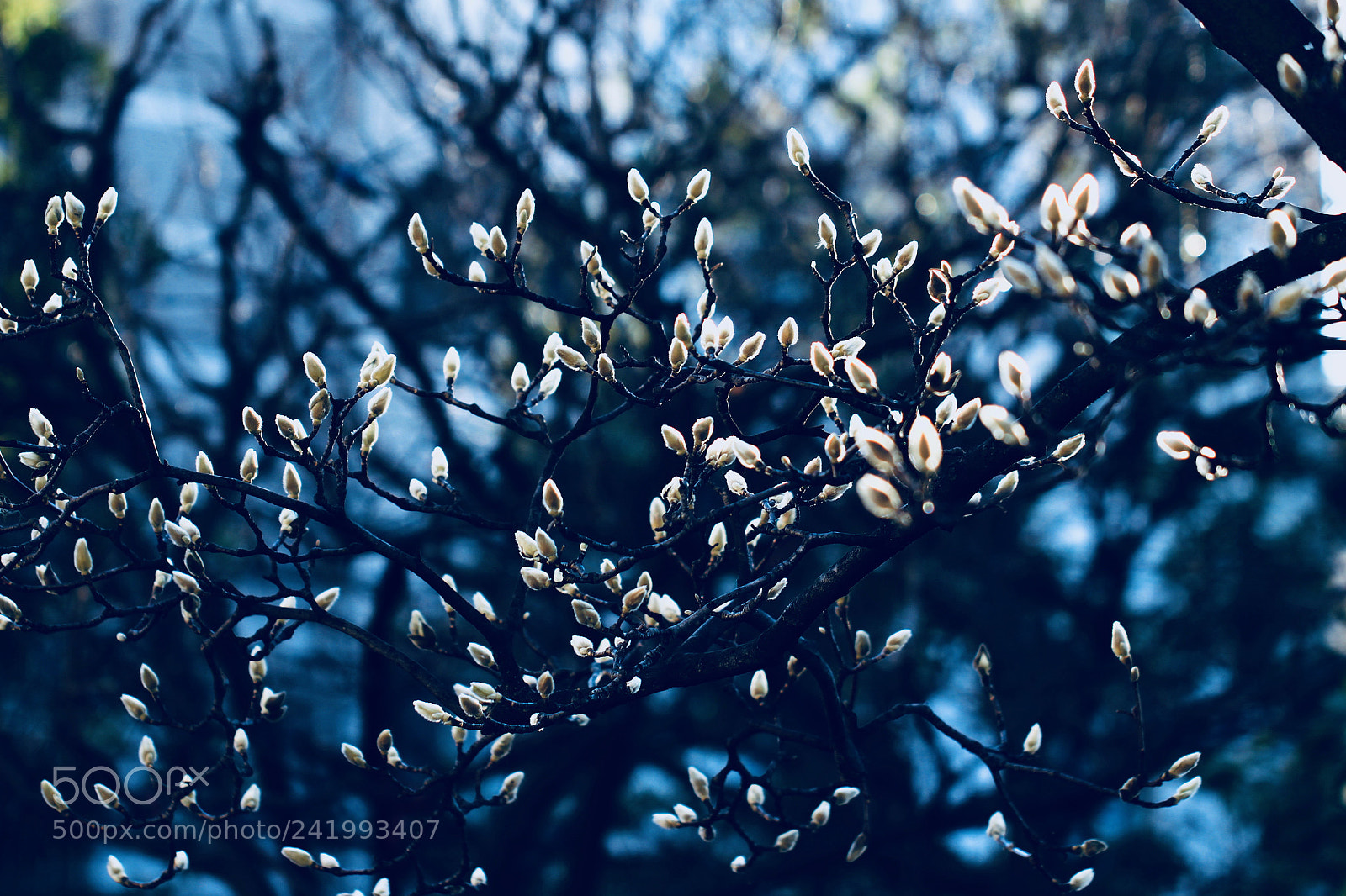 Canon EOS 700D (EOS Rebel T5i / EOS Kiss X7i) sample photo. The fluffy... photography