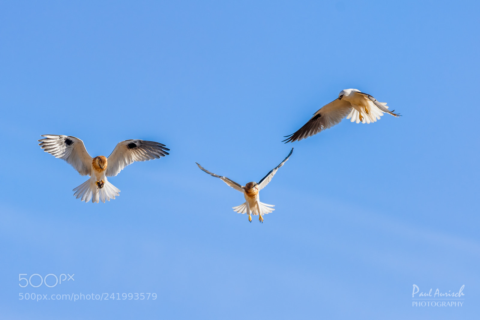 Nikon D500 sample photo. Black-shouldered kite photography
