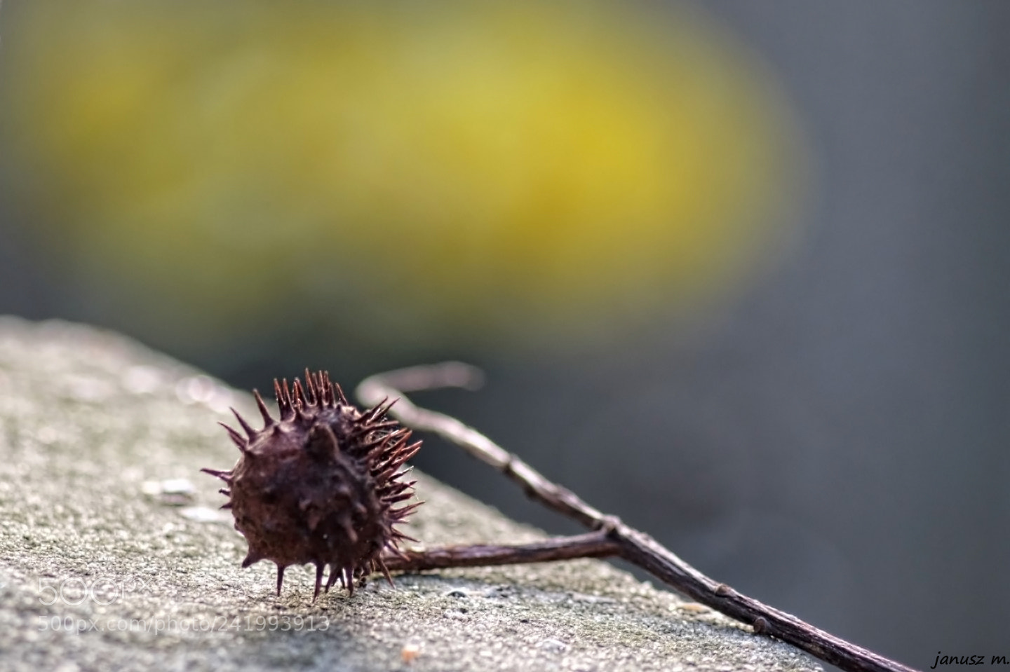 Fujifilm X-T10 sample photo. Lonely chestnut photography