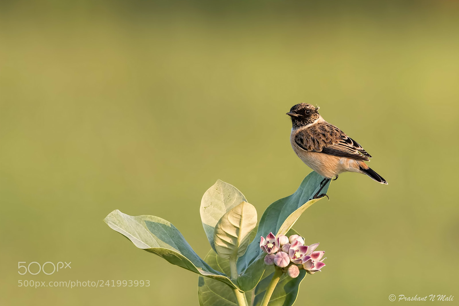 Canon EOS 7D Mark II sample photo. Siberianstonechat photography