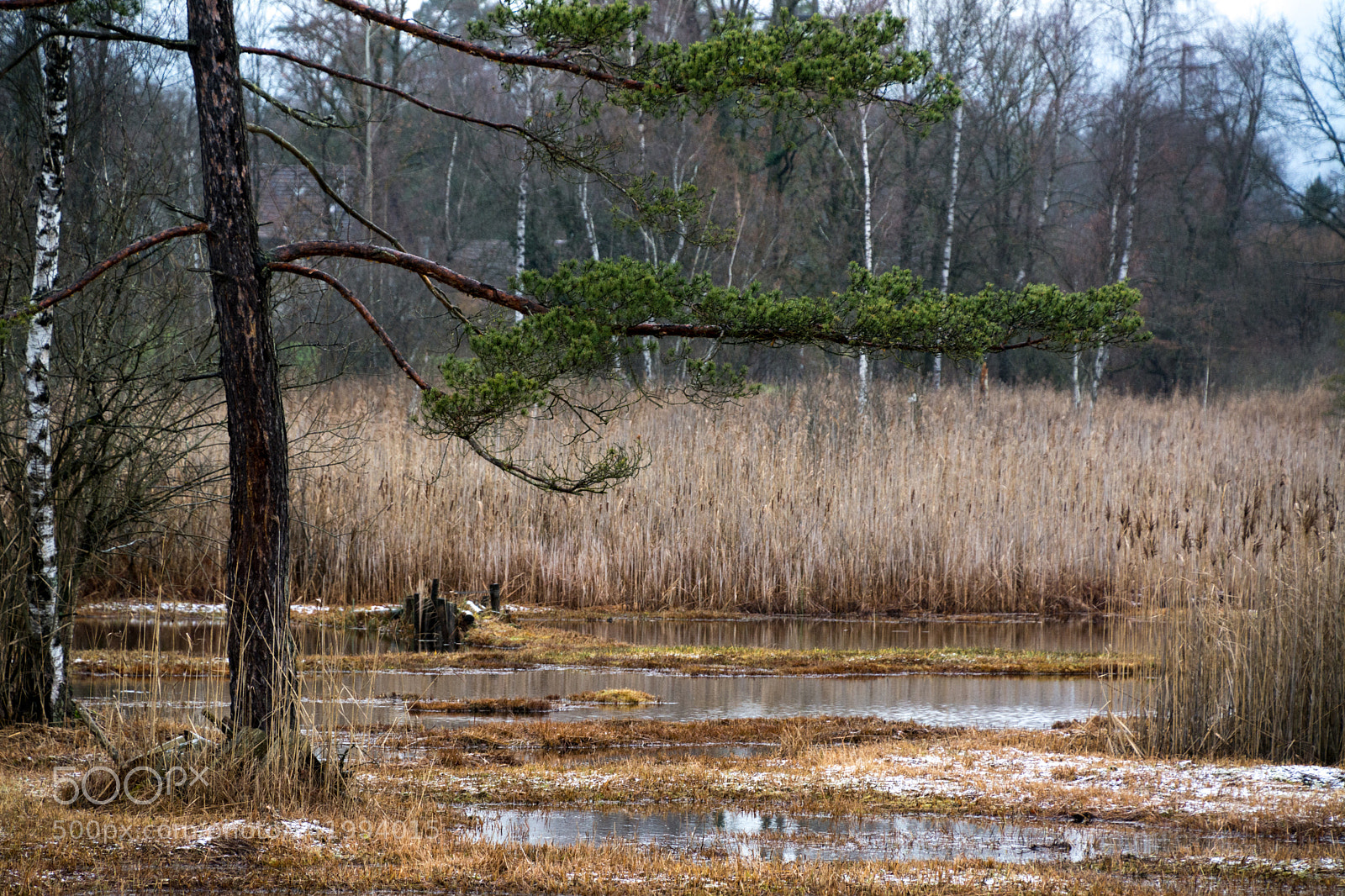 Nikon D7100 sample photo. Catlake marshes photography
