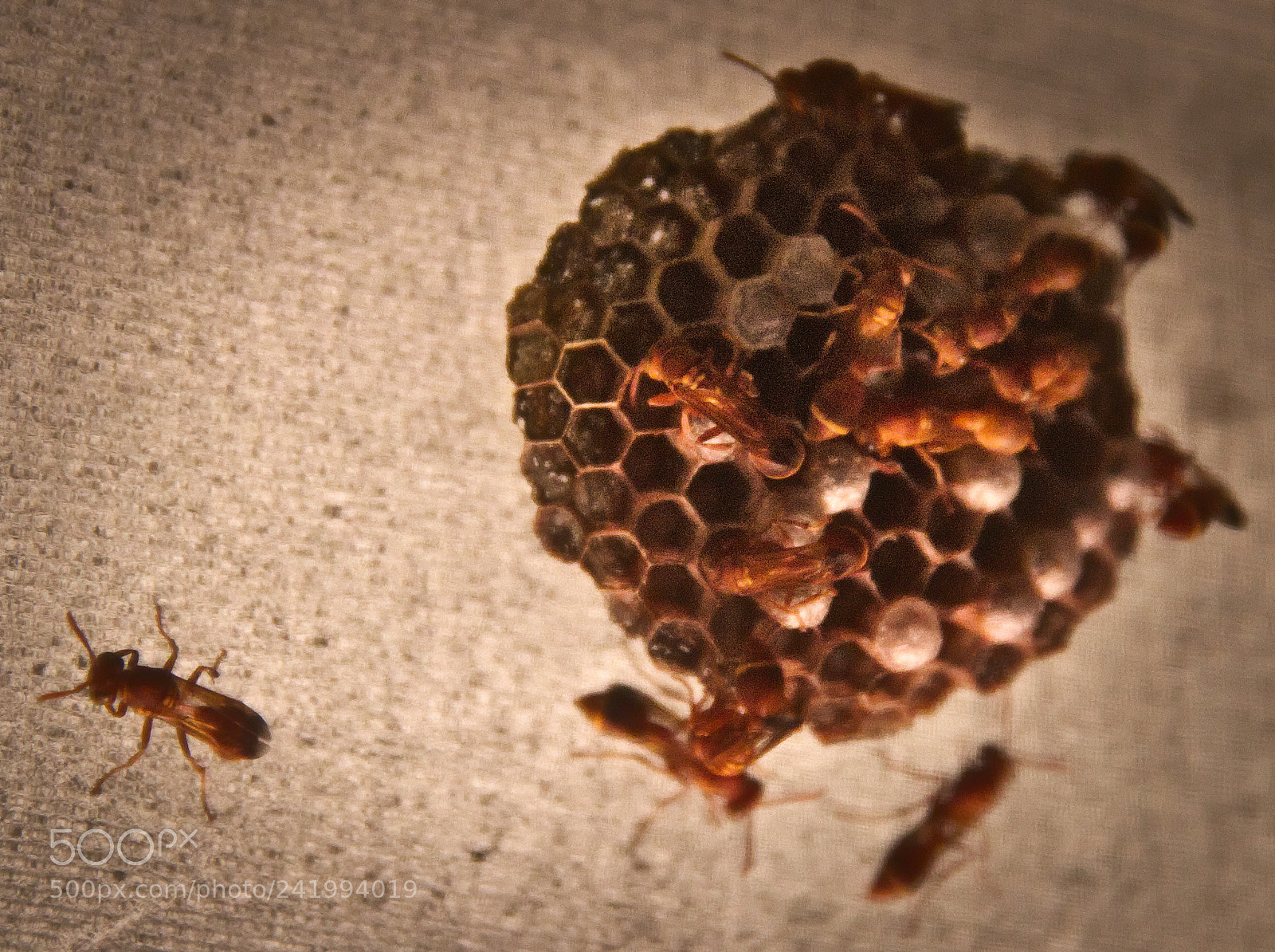 Canon EF-S 18-135mm F3.5-5.6 IS sample photo. Wasp's nest photography