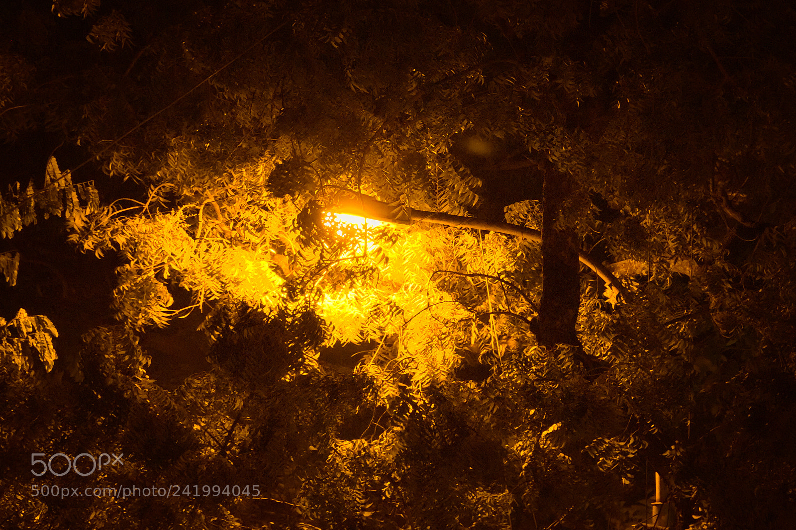 Canon EF-S 18-135mm F3.5-5.6 IS sample photo. Lamp amongst the trees photography
