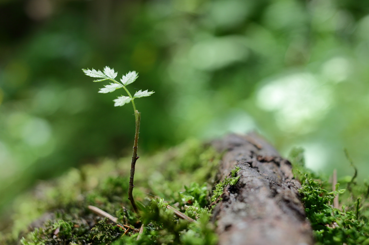 Canon EF-S 24mm F2.8 STM sample photo. Arbuscle photography