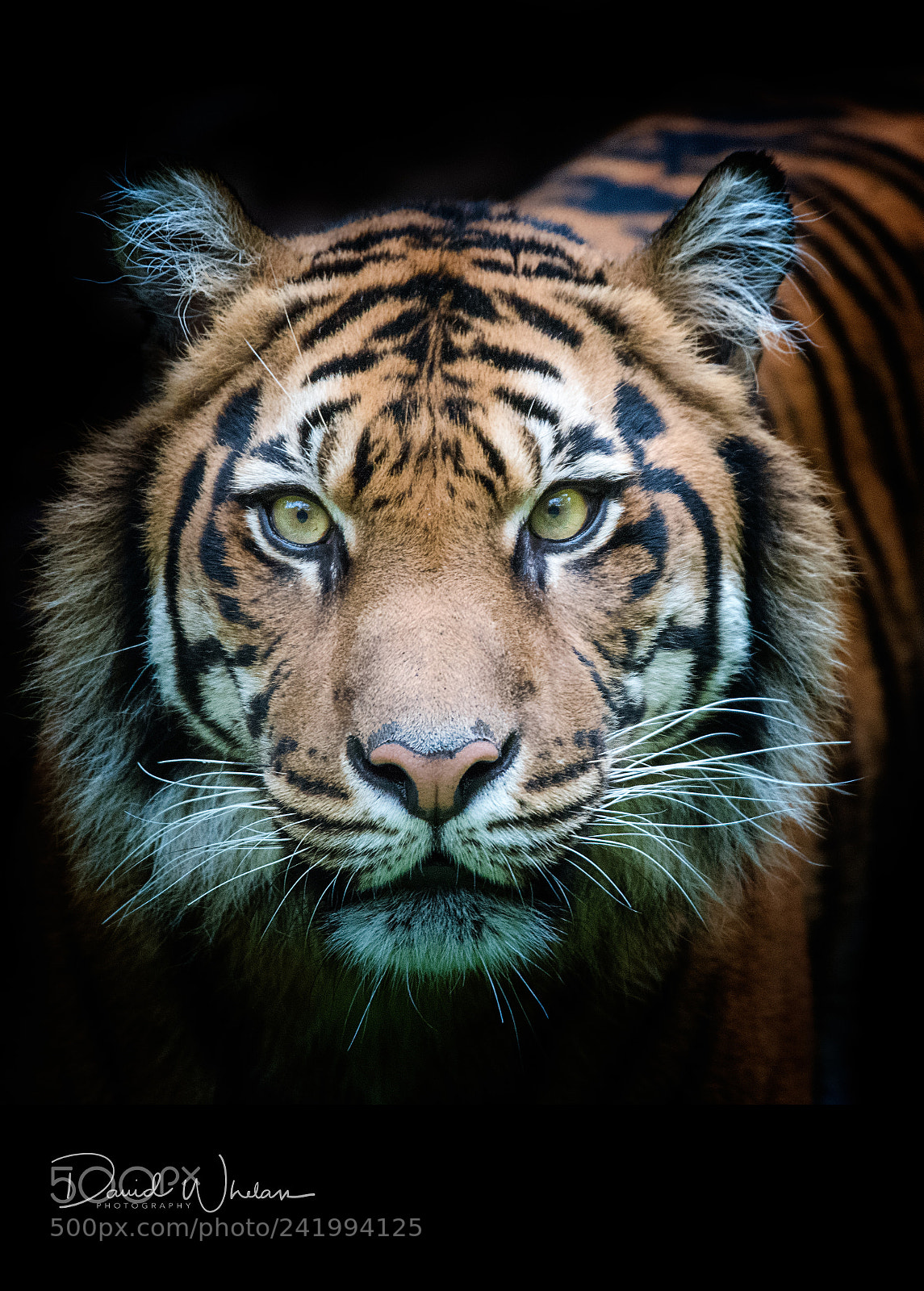 Nikon D810 sample photo. Sumatran tiger photography