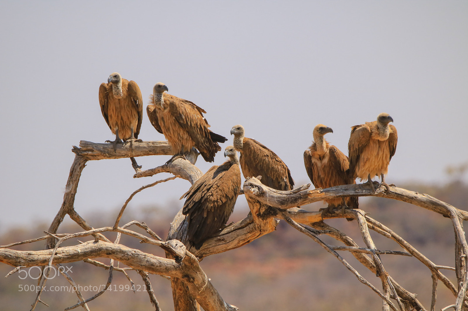 Canon EOS 760D (EOS Rebel T6s / EOS 8000D) sample photo. African whitebacked vulture photography