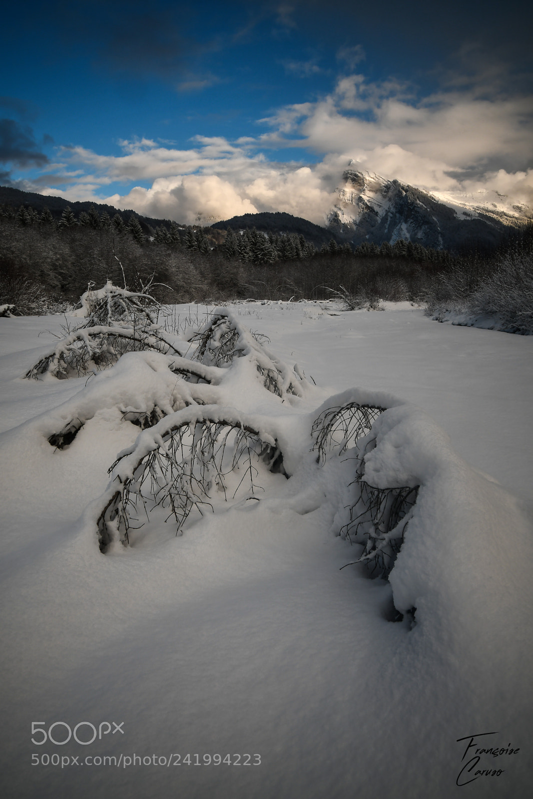 Nikon D7500 sample photo. Winter creature photography