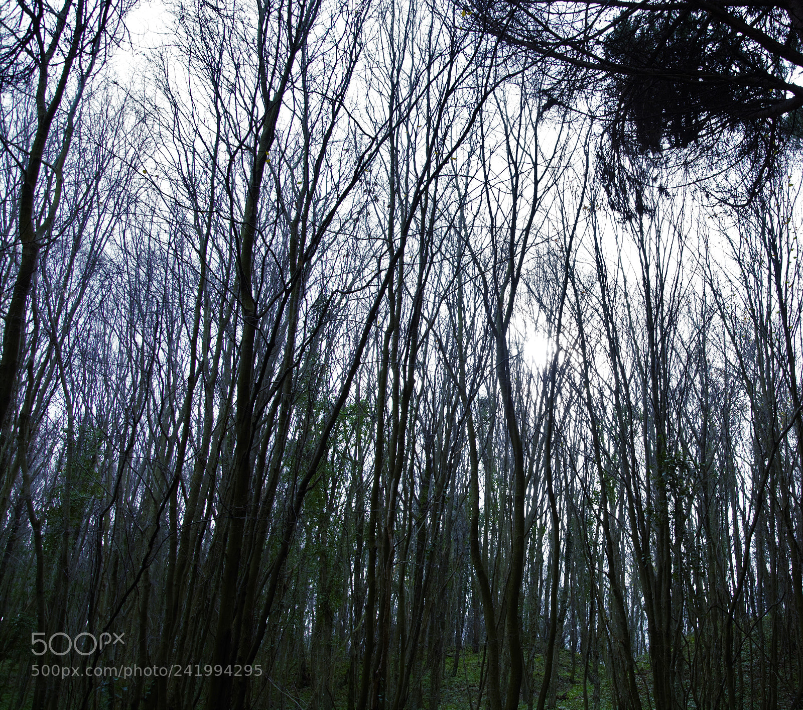 Nikon D7100 sample photo. Kasvetli... photography
