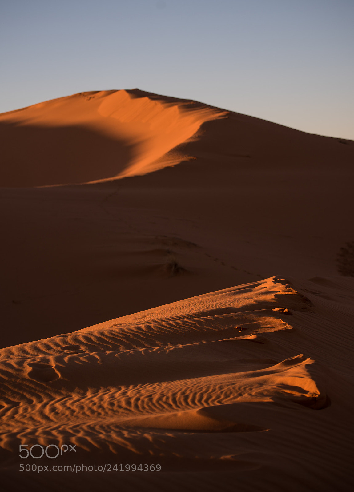 Nikon D750 sample photo. Sahara photography
