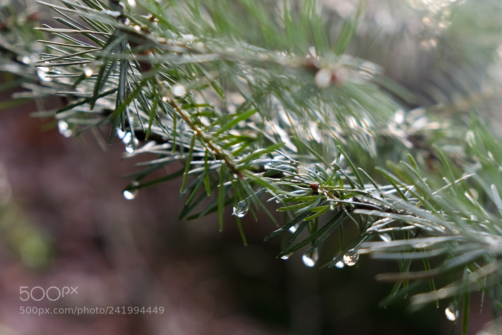 Fujifilm X-Pro2 sample photo. Drops photography