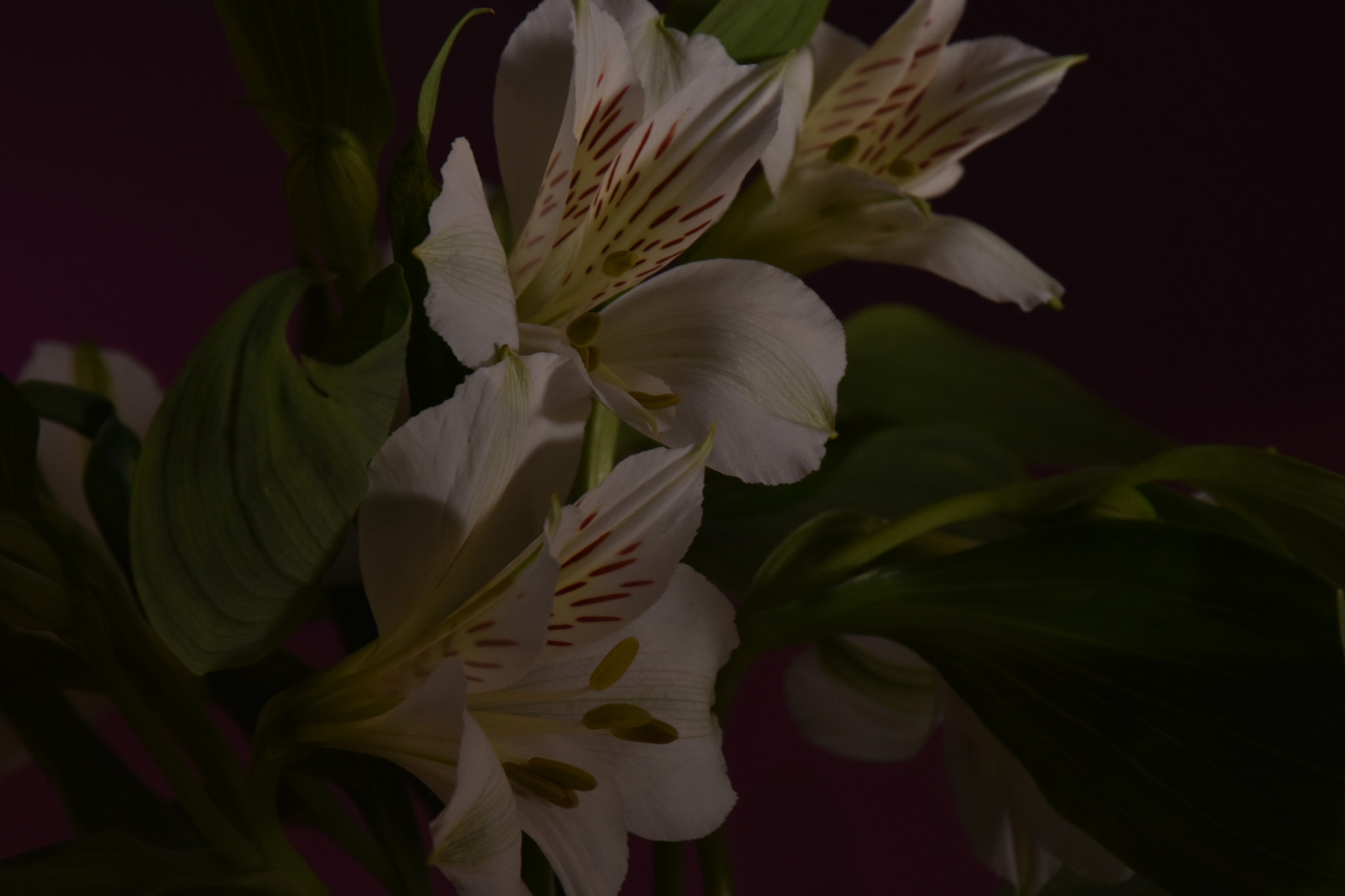 Nikon D3400 sample photo. White flowers ... photography