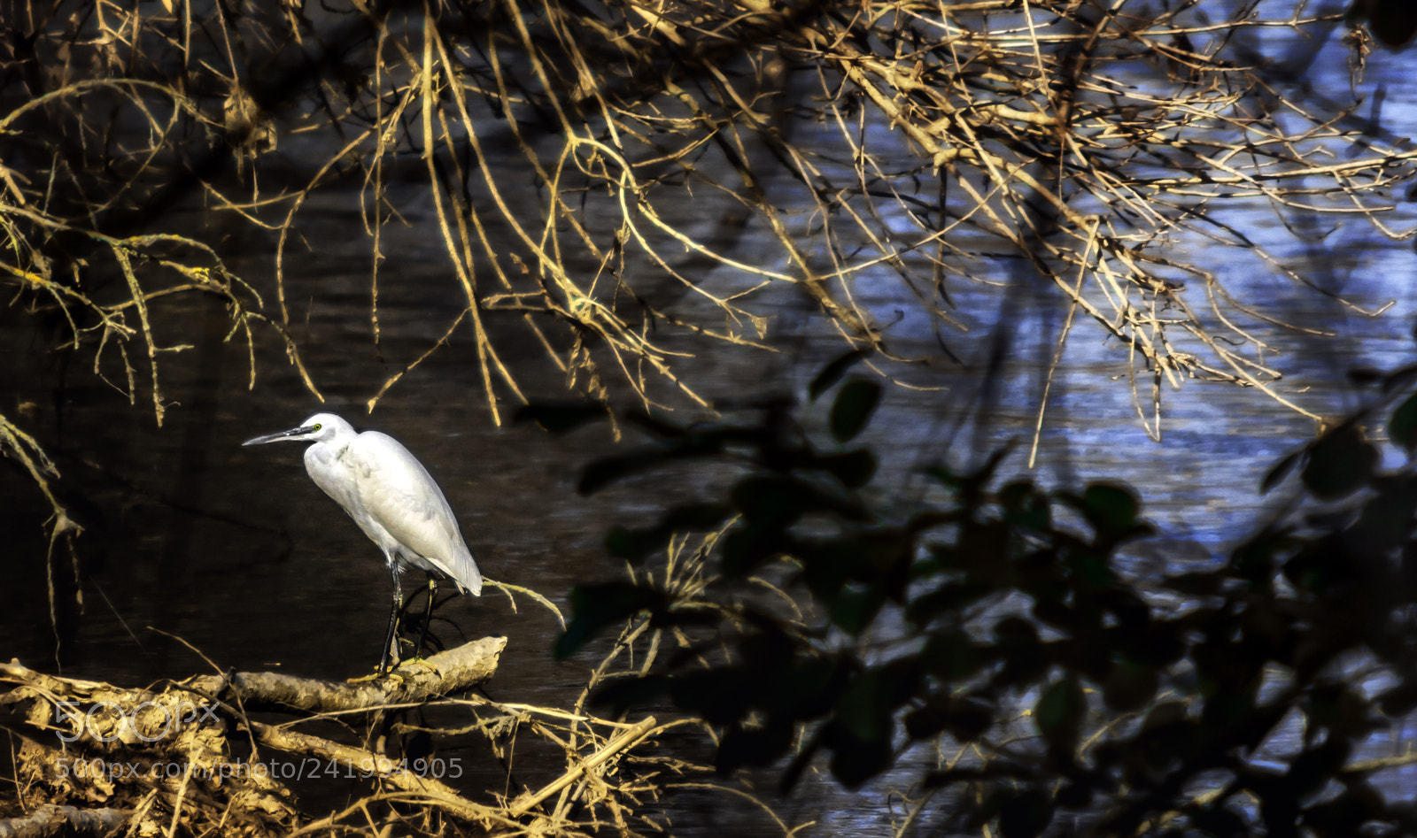 Nikon D7200 sample photo. Egretta garzetta photography