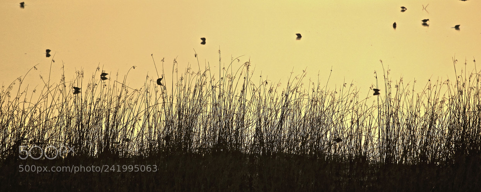 Canon EOS 550D (EOS Rebel T2i / EOS Kiss X4) sample photo. The reeds photography